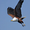 African Fish Eagle Photograph by Ted Keller African Fish Eagle Photograph by Ted Keller