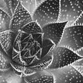 Aloe aristata Succulent Plant abstract details Photograph by Michalakis Ppalis Aloe aristata Succulent Plant abstract details Photograph by Michalakis Ppalis