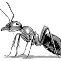 Ant by Greg Joens Ant by Greg Joens