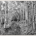 Aspen Forest Photograph by Farol Tomson Aspen Forest Photograph by Farol Tomson
