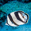 Banded Butterflyfish Photograph by Perla Copernik Banded Butterflyfish Photograph by Perla Copernik