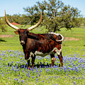 Beautiful longhorn bull Photograph by Raul Rodriguez Beautiful longhorn bull Photograph by Raul Rodriguez