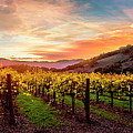Morning Sun over the Vineyard Photograph by Jon Neidert Morning Sun over the Vineyard Photograph by Jon Neidert