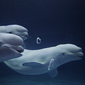 Beluga Delphinapterus Leucas Whale Trio by Hiroya Minakuchi Beluga Delphinapterus Leucas Whale Trio by Hiroya Minakuchi
