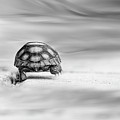 Big Big World 1 by Laura Fasulo Big Big World 1 by Laura Fasulo
