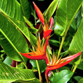 Bird Of Paradise by Madeline Ellis Bird Of Paradise by Madeline Ellis
