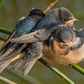 Birds of a Feather Photograph by Derek Dean Birds of a Feather Photograph by Derek Dean