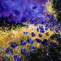 Blue cornflowers by Pol Ledent Blue cornflowers by Pol Ledent