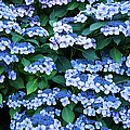 Miksang 12 Blue Hydrangea Photograph by Theresa Tahara Miksang 12 Blue Hydrangea Photograph by Theresa Tahara