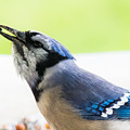 Blue Jay Photograph by Holden The Moment Blue Jay Photograph by Holden The Moment