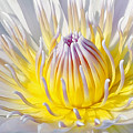Blue Water Lily Photograph by Jennifer Robin Blue Water Lily Photograph by Jennifer Robin