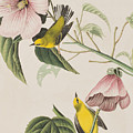 Blue-winged Yellow Warbler by John James Audubon Blue-winged Yellow Warbler by John James Audubon
