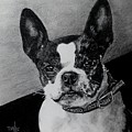 Boston Terrier #1 by Terri Mills