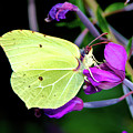 Brimstone butterfly Photograph by Amanda Mohler Brimstone butterfly Photograph by Amanda Mohler