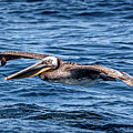 Brown Pelican 4 Photograph by Endre Balogh Brown Pelican 4 Photograph by Endre Balogh