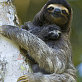 Brown-throated Three-toed Sloth Photograph by Suzi Eszterhas Brown-throated Three-toed Sloth Photograph by Suzi Eszterhas
