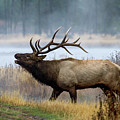 Bull Elk Photograph by Wesley Aston Bull Elk Photograph by Wesley Aston