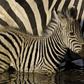 Burchells Zebra Equus Burchellii Foal by Pete Oxford Burchells Zebra Equus Burchellii Foal by Pete Oxford
