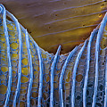 Butterfly Wing Scale Sem Photograph by Eye of Science Butterfly Wing Scale Sem Photograph by Eye of Science