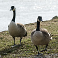 Canada Geese Photograph by Holden The Moment Canada Geese Photograph by Holden The Moment