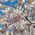 Cherry Blossom Photograph by Sebastian Musial Cherry Blossom Photograph by Sebastian Musial