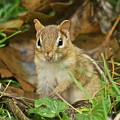 Chipmunk by Michael Peychich Chipmunk by Michael Peychich