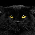 Close-up Black Cat with Yellow Eyes Photograph by Sergey Taran Close-up Black Cat with Yellow Eyes Photograph by Sergey Taran