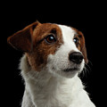 Closeup Portrait of Jack Russell Terrier Dog on Black Photograph by Sergey Taran Closeup Portrait of Jack Russell Terrier Dog on Black Photograph by Sergey Taran