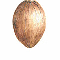 Coconut by Lincoln Seligman Coconut by Lincoln Seligman