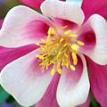 Columbine Flower 1 Photograph by Amy Fose Columbine Flower 1 Photograph by Amy Fose