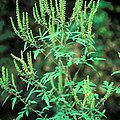 Common Ragweed In Flower Photograph by John Kaprielian Common Ragweed In Flower Photograph by John Kaprielian