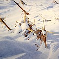 Cornfield under Snowdrifts Painting by Conrad Mieschke Cornfield under Snowdrifts Painting by Conrad Mieschke