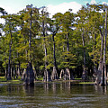 Cypress on the Suwannee Photograph by Farol Tomson Cypress on the Suwannee Photograph by Farol Tomson