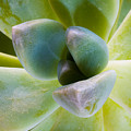 Blue Pearl Plant Photograph by Raul Rodriguez Blue Pearl Plant Photograph by Raul Rodriguez