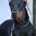 Doberman Pinscher Photograph by Amir Paz Doberman Pinscher Photograph by Amir Paz