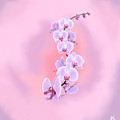 Dragon Orchid Digital Art by Norman Klein Dragon Orchid Digital Art by Norman Klein