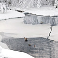 Ducks on a pond Print Photograph by Gwen Gibson Ducks on a pond Print Photograph by Gwen Gibson