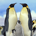 Emperor Penguin Aptenodytes Forsteri Photograph by Konrad Wothe Emperor Penguin Aptenodytes Forsteri Photograph by Konrad Wothe
