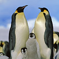 Emperor Penguin Family Photograph by Konrad Wothe Emperor Penguin Family Photograph by Konrad Wothe