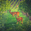 European Roe Deer - Capreolus capreolus Photograph by Marc Braner European Roe Deer - Capreolus capreolus Photograph by Marc Braner