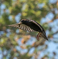 European Starling Photograph by Holden The Moment European Starling Photograph by Holden The Moment