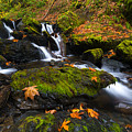 Fallen Along The Way 2 by Mike Dawson Fallen Along The Way 2 by Mike Dawson