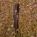 Fenced In Photograph by Derek Dean Fenced In Photograph by Derek Dean