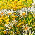 Field Of Daisies by Claire Bull Field Of Daisies by Claire Bull