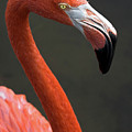 Flamingo Photograph by Christopher Holmes Flamingo Photograph by Christopher Holmes