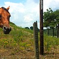 Friendly Stallions Photograph by Kenny Glover Friendly Stallions Photograph by Kenny Glover
