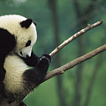 Giant Panda Ailuropoda Melanoleuca Year Photograph by Cyril Ruoso Giant Panda Ailuropoda Melanoleuca Year Photograph by Cyril Ruoso