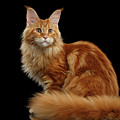Ginger Maine Coon Cat Isolated on Black Background Photograph by Sergey Taran Ginger Maine Coon Cat Isolated on Black Background Photograph by Sergey Taran