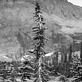 Gnarled Pines #1 Photograph by Alex Blondeau