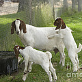 Goat With Kids Photograph by Inga Spence Goat With Kids Photograph by Inga Spence